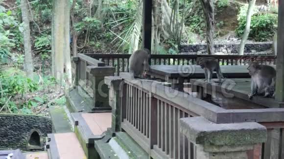 猴子在印度尼西亚的一个木制结构的背景上视频的预览图