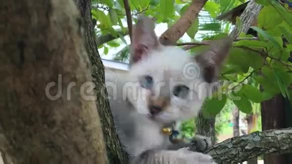 可爱的小猫蓝眼睛在树上攀爬和玩耍高清慢镜头视频的预览图