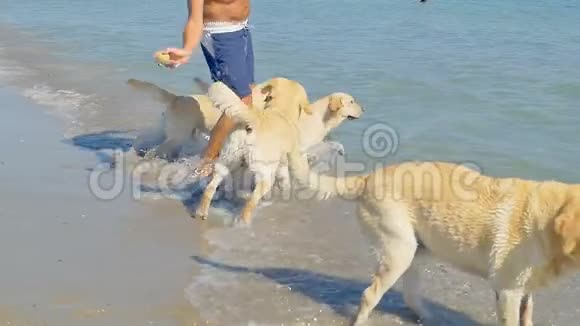 一只狗在海滩上跑进海水里拉布拉多猎犬跟着小球走在夏天的周末玩得开心慢慢视频的预览图