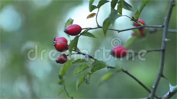 野蔷薇果玫瑰胯视频的预览图