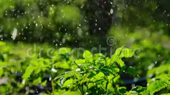 给小土豆浇水后院喷火喷水充足的雨水灌溉绿色作物视频的预览图