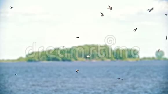 夏天一群燕子飞过河流视频的预览图