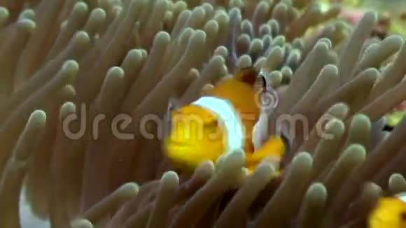 菲律宾野生动物海底的海葵和小丑鱼视频的预览图