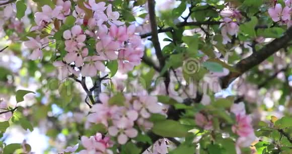 美丽的苹果树花开春天在树上开花春天的树开着粉红色的花视频的预览图