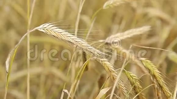 夏日田野上的黑麦茎视频的预览图