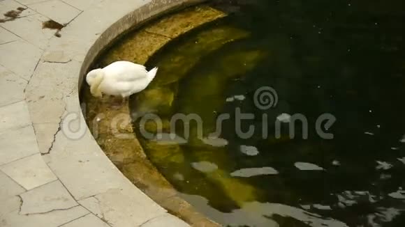 法国尼姆区JardindesFontain的天鹅视频的预览图