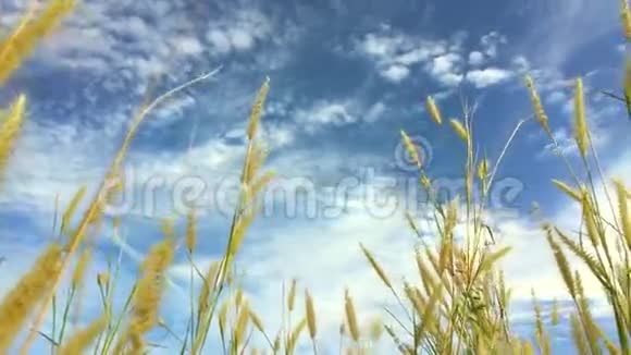 田野里的草耳在蓝天的背景上摇曳高清慢镜头视频的预览图