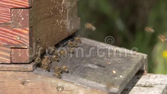 蜂蜜蜜蜂慢动作4KUHD视频的预览图