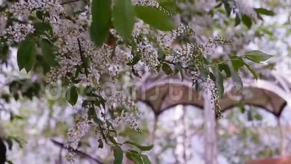 美丽的开花苹果树枝在树荫下快关门慢动作高清1920x1080视频的预览图