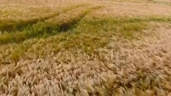 风在一片黄色的黑麦田里吹着视频的预览图