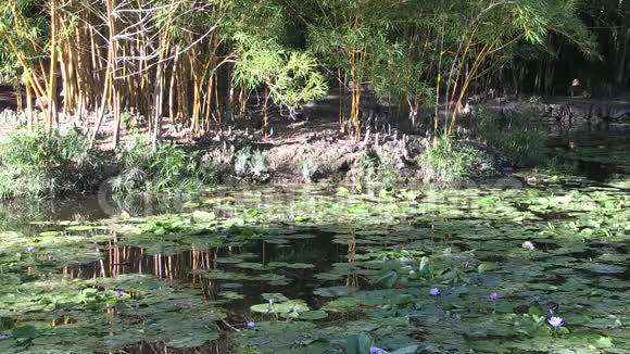下午在澳大利亚布里斯班植物园的池塘上晒太阳视频的预览图