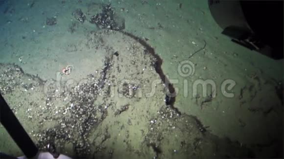 太平洋科科斯岛海底海底螃蟹视频的预览图