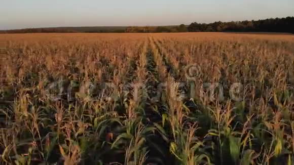 有玉米的田地夏日风景丰收成长和发展的理念视频的预览图
