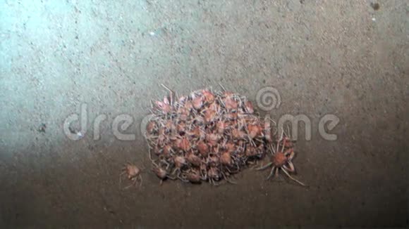 哥斯达黎加太平洋科科斯岛沙底蟹视频的预览图