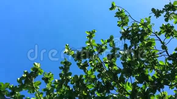 绿色的热带树在蓝天上叶子高清慢镜头泰国普吉岛视频的预览图