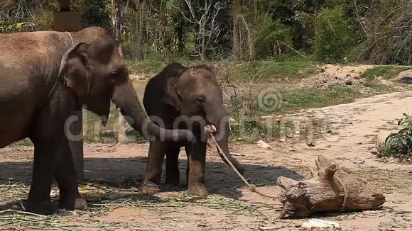 泰国大象农场上的一家亚洲大象视频的预览图