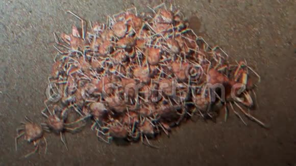哥斯达黎加太平洋科科斯岛沙底蟹视频的预览图