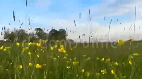 一片草地上爬满黄油的野花视频的预览图