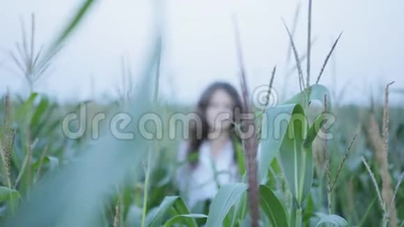年轻玉米地里的美女视频的预览图