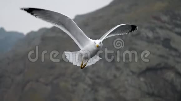 海鸥在岩石背景下缓慢飞行视频的预览图