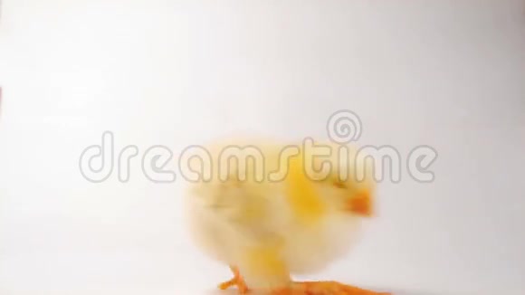 疯狂的鸡舞视频的预览图