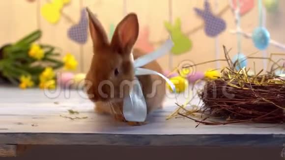 毛茸茸的兔子复活节庆祝传统符号概念看相机视频的预览图