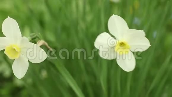 花园里的花白水仙视频的预览图