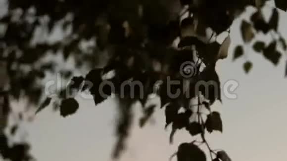 桦树在夕阳的背景下离开视频的预览图