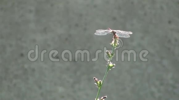 红蜻视频的预览图
