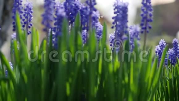 美丽的蓝色花朵在风中摇曳一只小黄蜂聚集花粉慢速全高清1080p视频的预览图