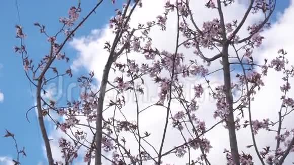 春天的花春暖花开天空有云视频的预览图