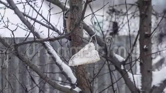 啄木鸟躲在树上的摄像机里视频的预览图