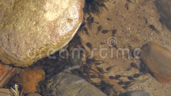 蝌蚪在河边的游泳池里视频的预览图