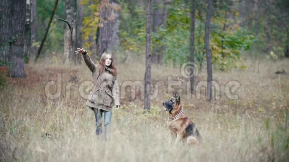 年轻的女人和她的宠物德国牧羊犬在秋天的森林里散步慢动作女孩为狗扔棍子视频的预览图