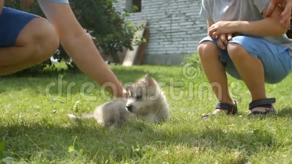 一个可爱的小男孩在草地上抚摸一只哈士奇小狗视频的预览图