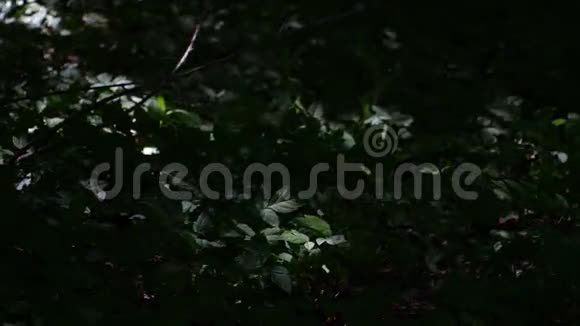 阳光穿透林影视频的预览图