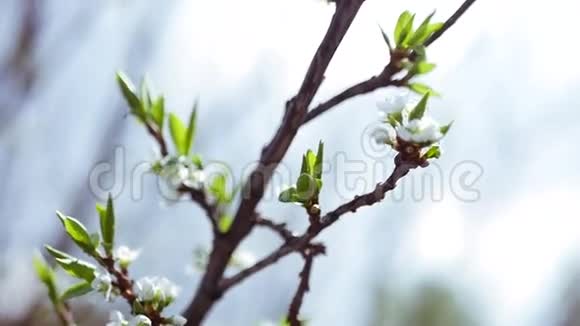 开花的苹果树枝条用白花特写慢速全高清1080p视频的预览图