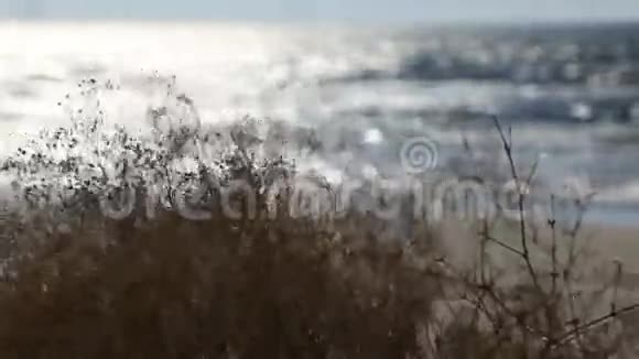 干燥的夏草随风在海平线上摇曳视频的预览图