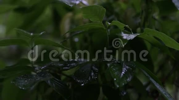 雨水滴在树叶上视频的预览图