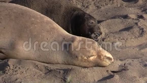 大象海豹妈妈和宝宝视频的预览图