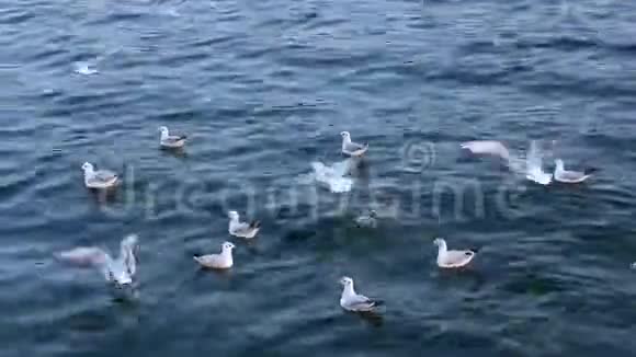 水波在阳光明媚的日子里产生食物颗粒和面包掉落海鸥在吃食物视频的预览图