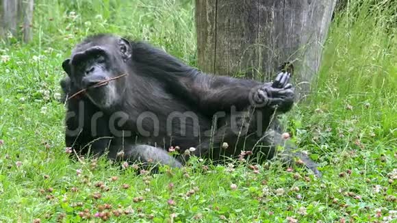 普通黑猩猩LAT潘特洛洛迪特视频的预览图