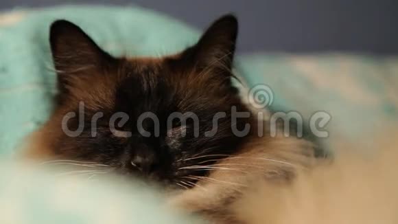可爱的长发泰国猫睡觉醒来特写视频的预览图
