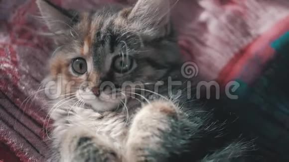 可爱漂亮的小猫在家好奇的灰色小猫小宠物视频的预览图