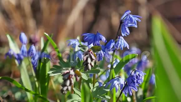 蓝色的雪滴草春林初夏的大自然美丽的风景花视频的预览图