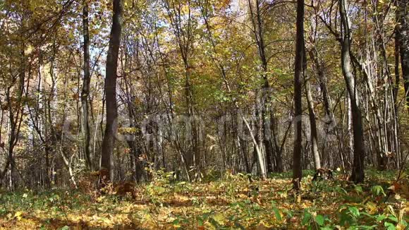 秋天森林里的落叶视频的预览图