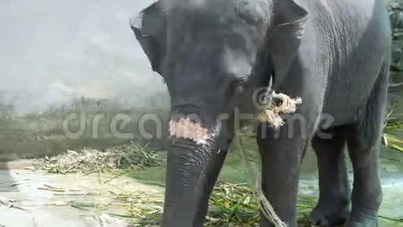小象留在皮带上嚼甘蔗视频的预览图
