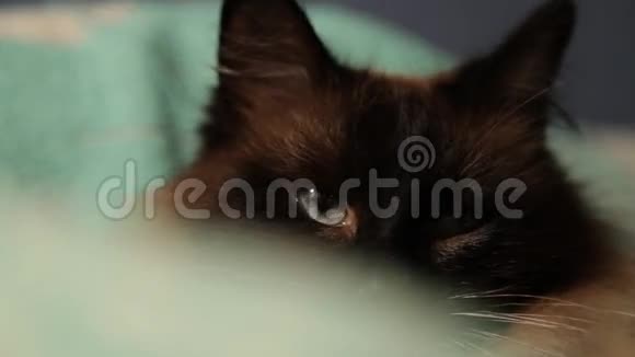 可爱的长发泰国猫开合眼睛特写视频的预览图