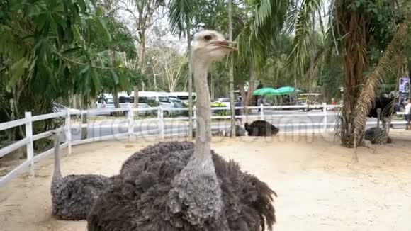 高河露天动物园的鸵鸟泰国视频的预览图