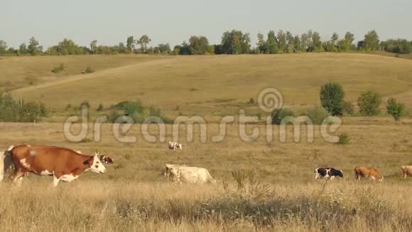 奶牛在牧场上放牧奶业的概念草地上的牛生态养牛的概念视频的预览图